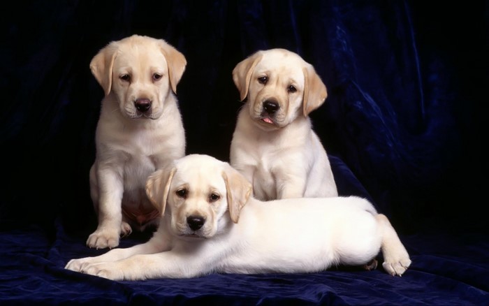Three yellow Labrador puppies on a dark blue background