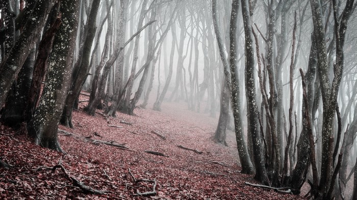 Misty forest with bare trees and fallen leaves