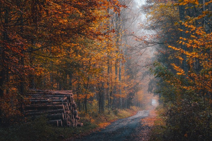 Forest path with stacked logs and autumn foliage