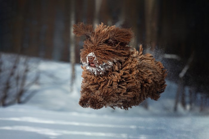 Brown dog with snow on its face jumping in the snow