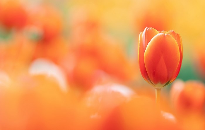 Orange Tulip in a Field of Flowers