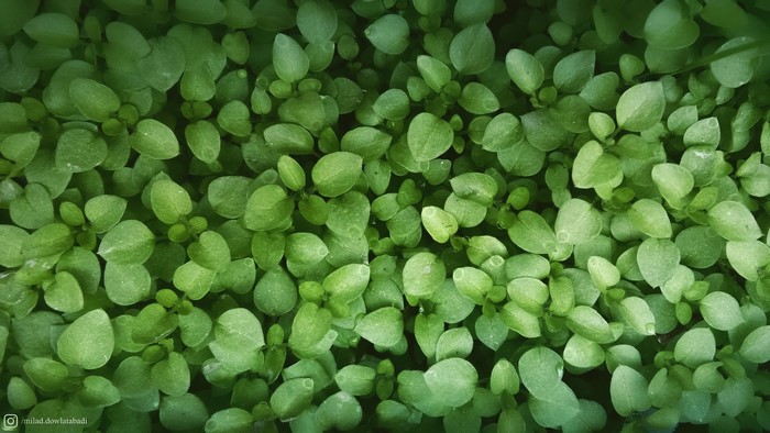 Close-up of small green plants with oval leaves