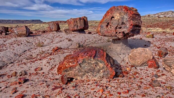 Petrified wood in a desert landscape