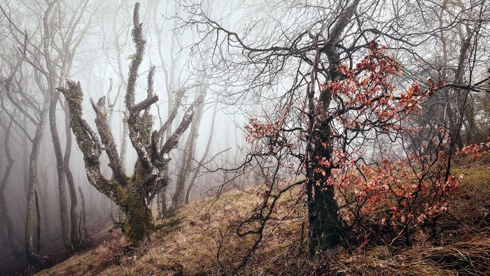 Misty forest with bare trees and autumn leaves