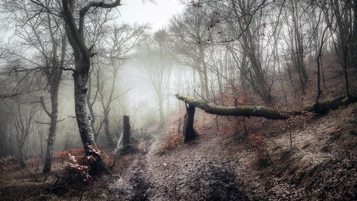 Misty forest with bare trees and fallen log
