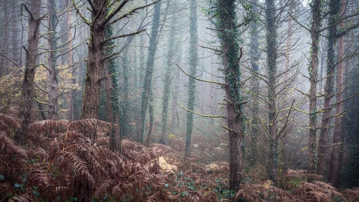 Misty forest with ferns and ivy-covered trees