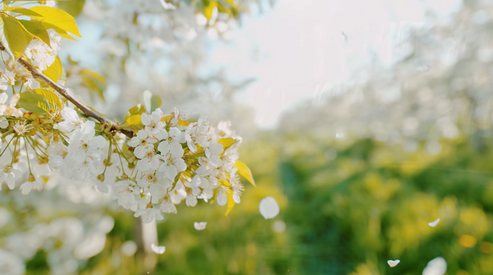 White cherry blossoms on a branch in sunlight