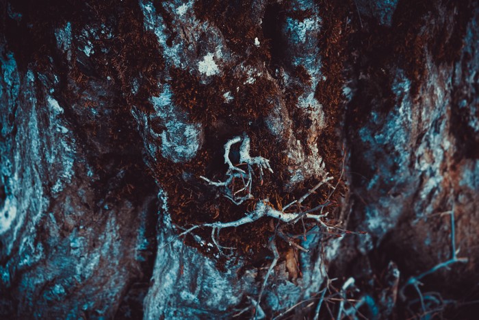 Close-up of mossy tree bark with exposed roots