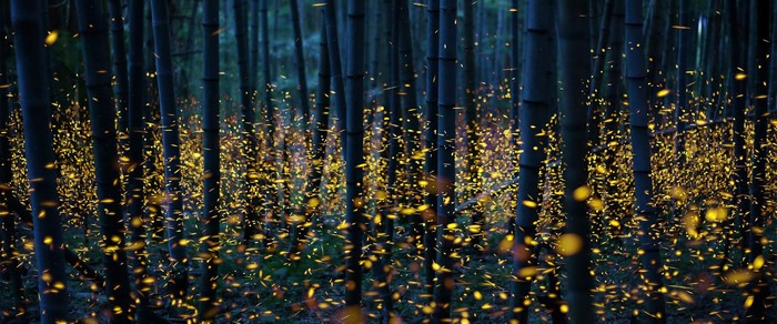 4K Fireflies in Bamboo Forest