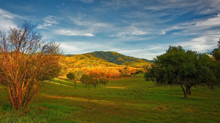 Rolling hills and trees under a cloudy sky