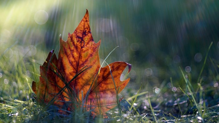 Autumn leaf on grass with rain