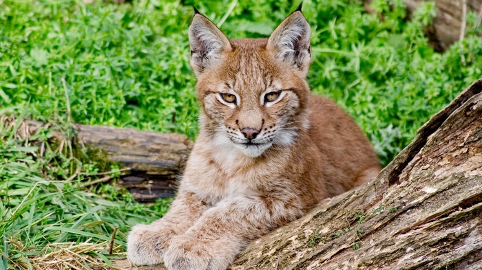 Lynx cub resting on a log