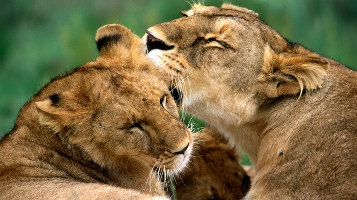 Two lions grooming each other