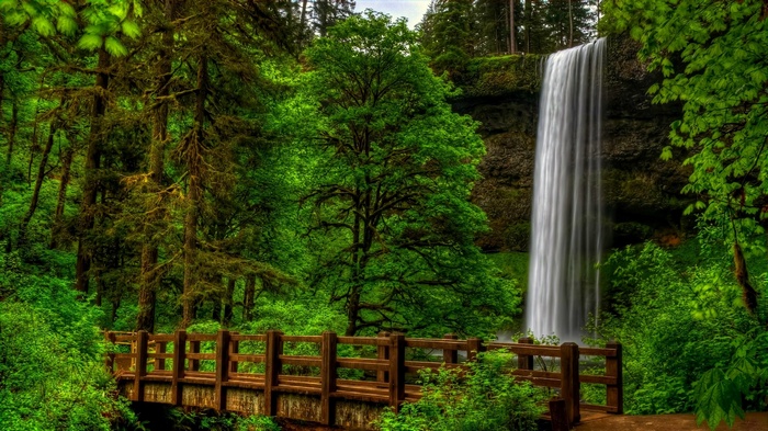 Wooden bridge and waterfall in a lush green forest