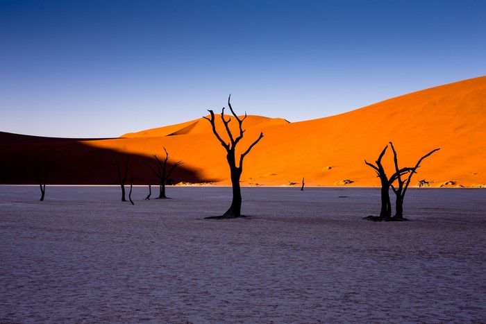 4K Dead Trees in Namibian Desert Landscape