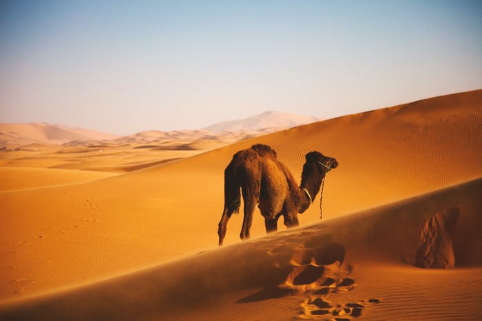Camel walking on sand dunes in the desert