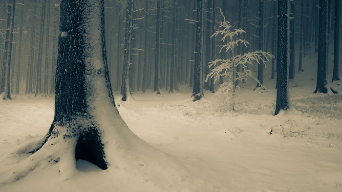 Snowy forest with mist and trees