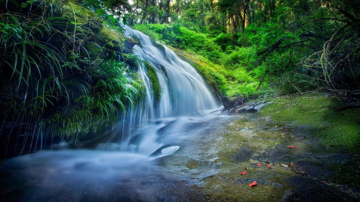 Waterfall cascading through a mossy forest