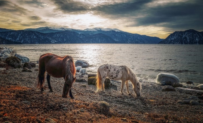 Two horses grazing by a lake with mountains in the background