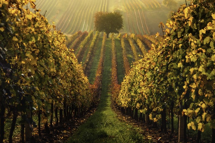 Vineyard in autumn mist with a lone tree
