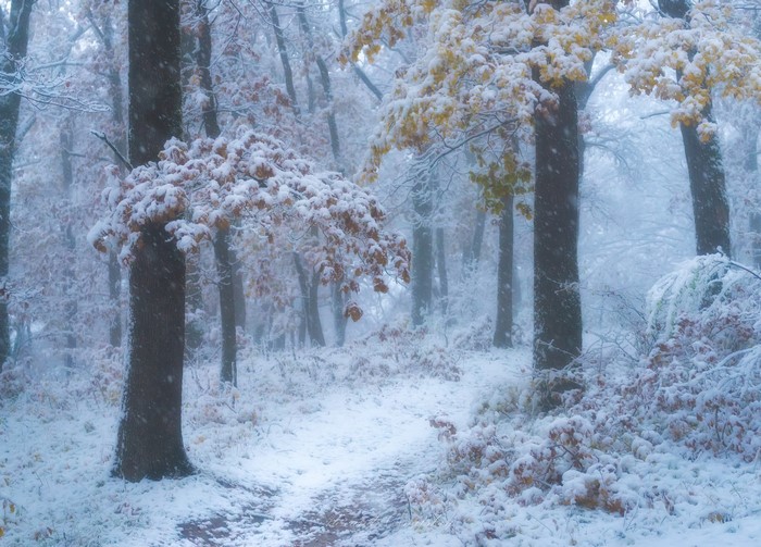 Snowing in a forest with trees and a path