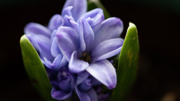 Close-up of a purple hyacinth flower with green leaves