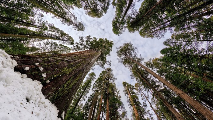 Looking up at giant sequoia trees in the snow
