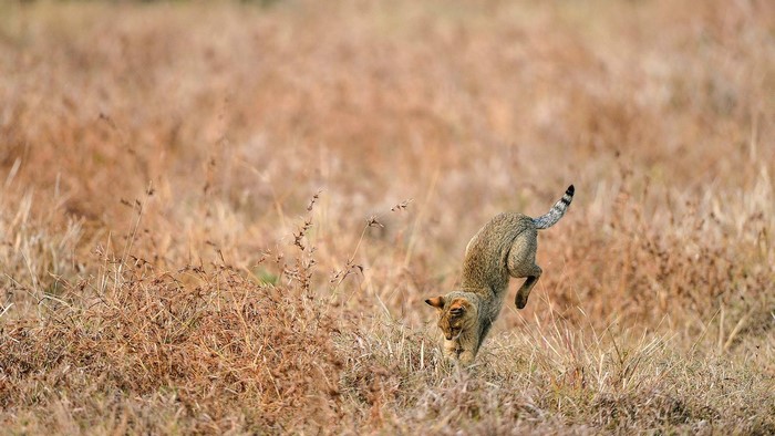A wild cat hunting in dry grass