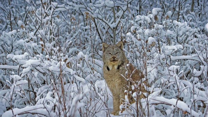 Canada Lynx in a Snowy Forest