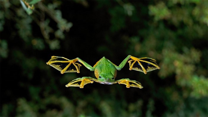 Flying frog with spread wings and legs
