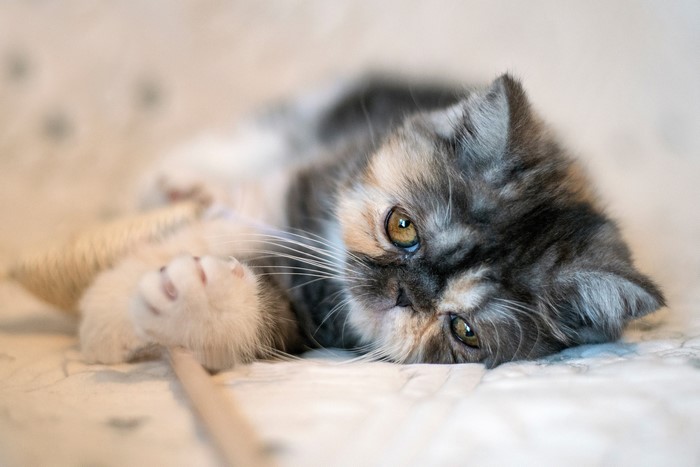 A fluffy kitten lying on its side