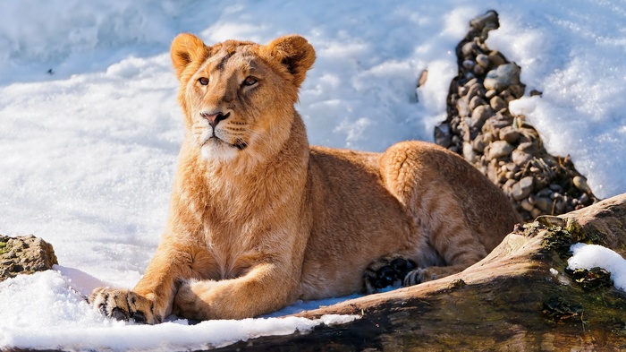Lioness lying in the snow on a log