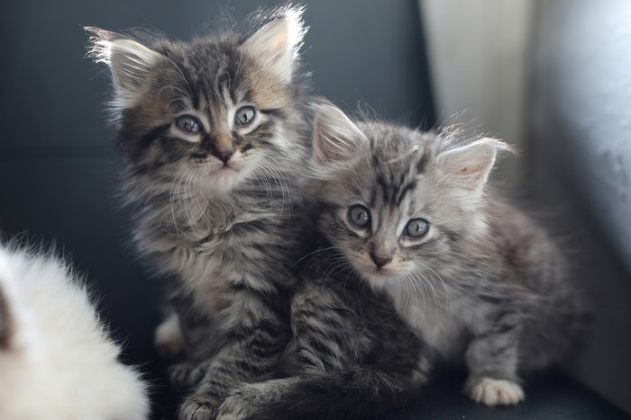 Two fluffy tabby kittens sitting close together