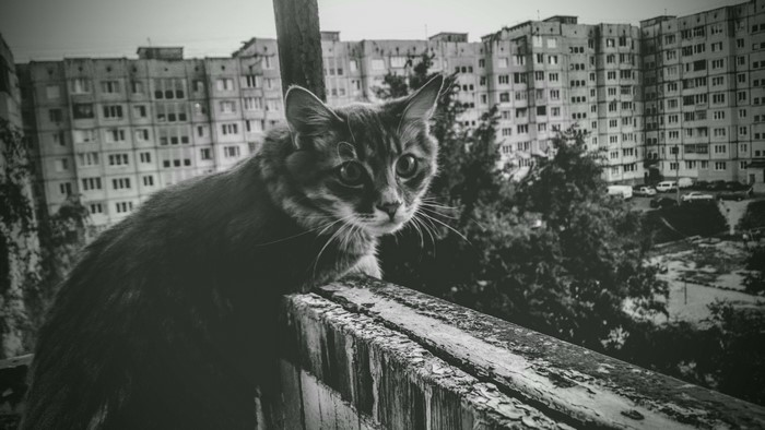 Monochrome image of a cat on a balcony with apartment buildings in the background
