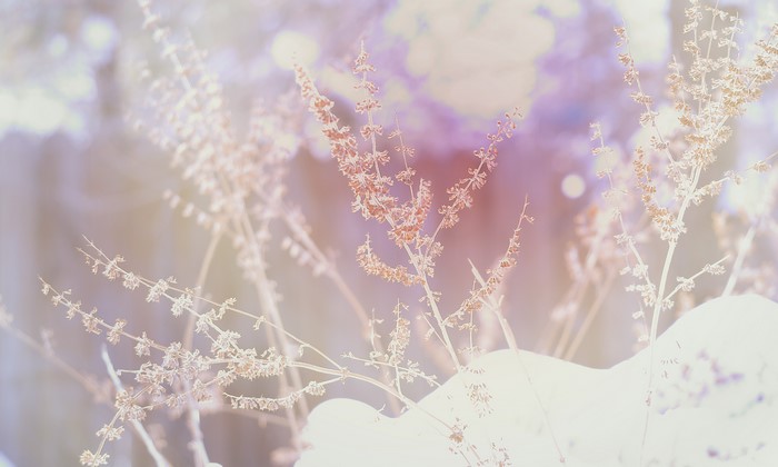 Plants in snow with bokeh effect