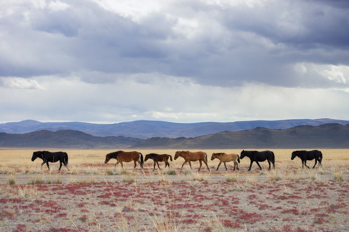 Horses walking in a line across a grassy plain with mountains in the background