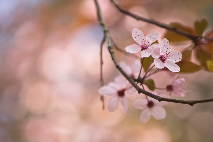 Spring cherry blossoms on a branch