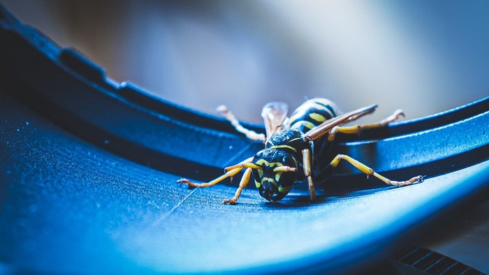 Macro shot of a wasp on a blue surface