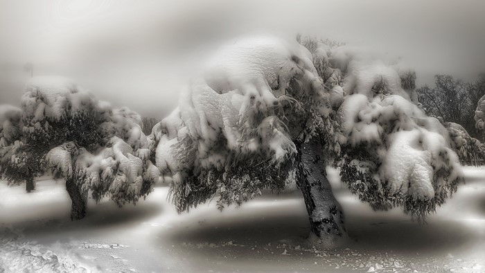 Trees covered in snow during winter