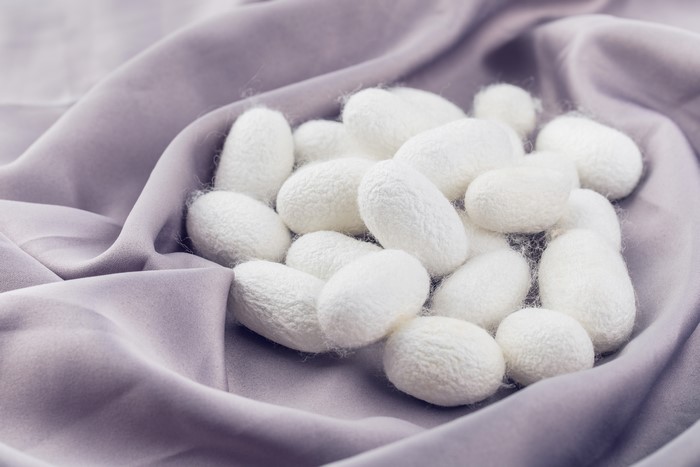 White silkworm cocoons on gray silk fabric