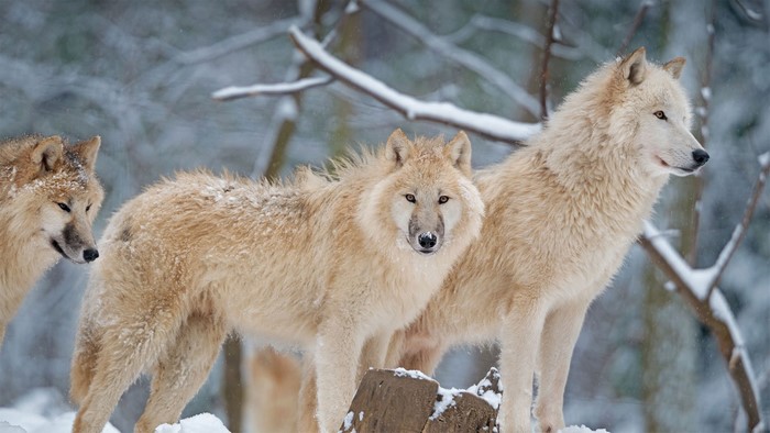 Three arctic wolves in a snowy forest