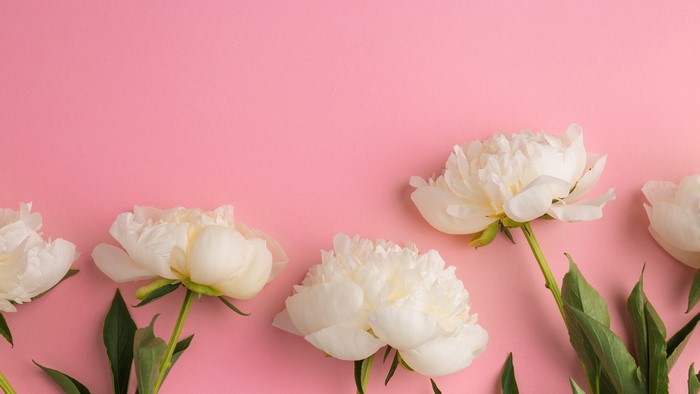 White Peonies on a Pink Background