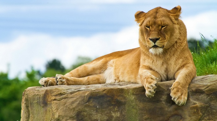 Lion resting on a rock