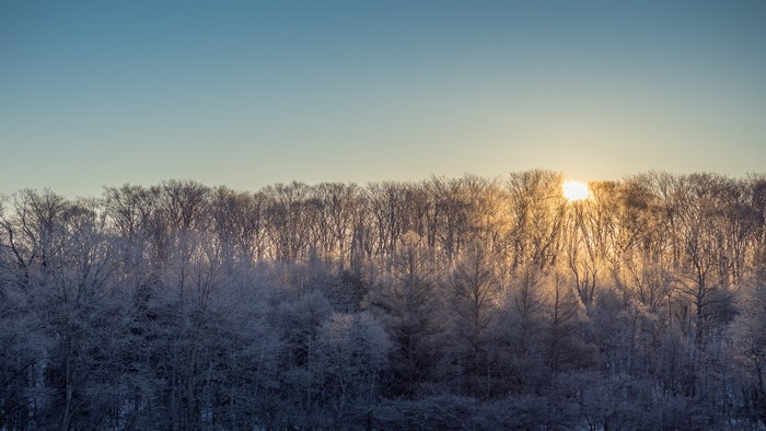 Winter forest at sunrise with sun peeking through trees
