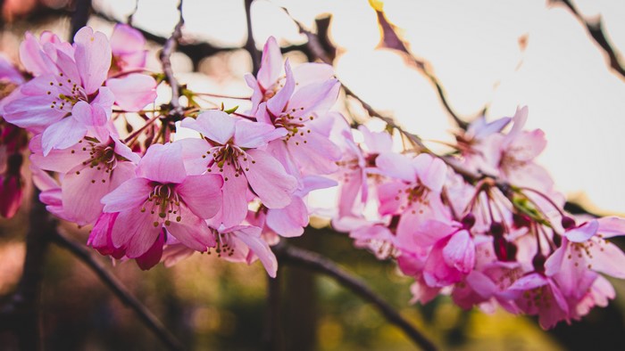 4K Cherry blossoms in Tokyo
