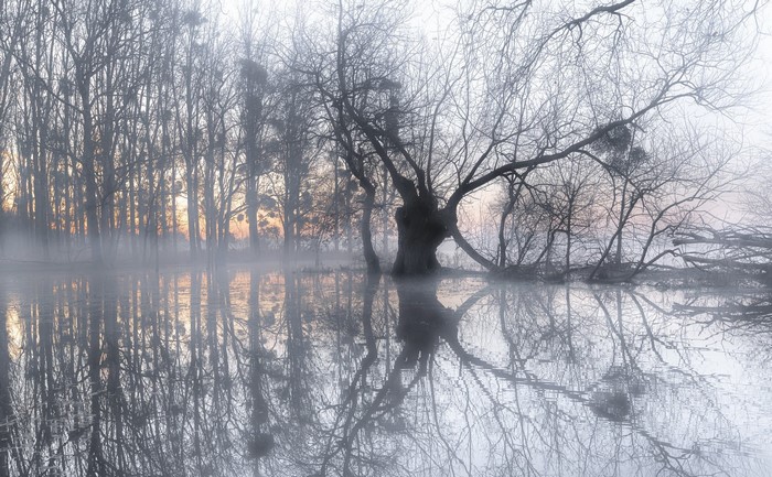 Misty forest reflected in still water at sunrise