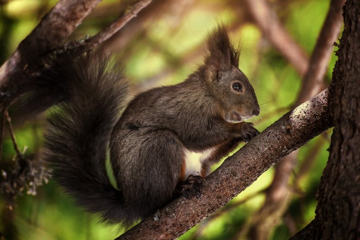 A squirrel sits on a tree branch