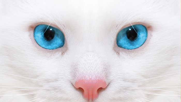 Close-up of a white cat with bright blue eyes