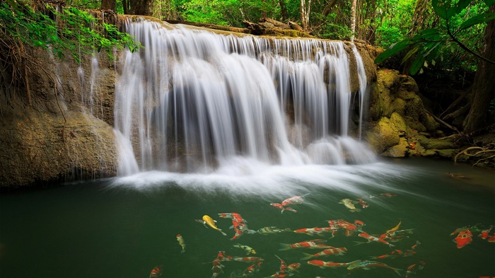 Waterfall with Koi Fish in a Forest