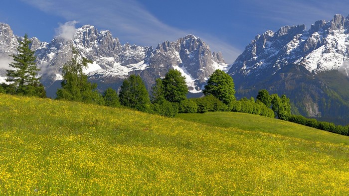 Field of yellow flowers with snow-capped mountains